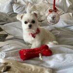Heather Locklear Instagram – Mister after his bath and a spectac gift from @Lisaprice @ paw powered my  forever dog groomer. She also grooms people 🫠🤭🤪