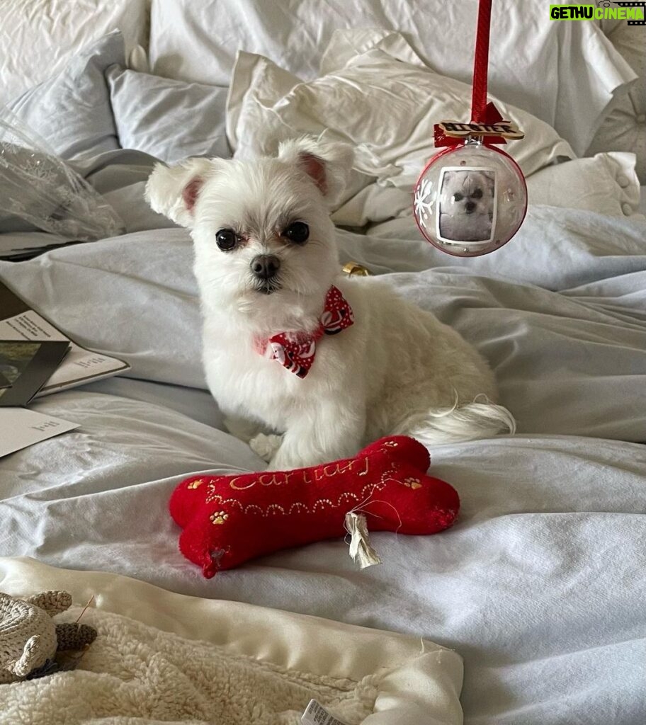 Heather Locklear Instagram - Mister after his bath and a spectac gift from @Lisaprice @ paw powered my forever dog groomer. She also grooms people 🫠🤭🤪