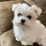 Heather Locklear Instagram – Mister hasn’t had a cut or bath in 4 weeks. He’s living the life!!