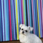 Heather Locklear Instagram – Mister and I love this painting Thank you so much @kimstadin
