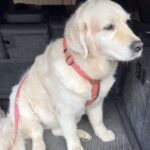 Henri Alén Instagram - Käytiin lenkillä. Jeesus kristus mikä taito löytää joka oja. Luonnonlahja. #beforeandafter #seljathedog #dogsofinstagram #goldenretriever #kultsu #happihyppely