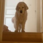 Henri Alén Instagram - Se on maanantai koirallakin. Vähän unihiekkaa silmissä ja tukka pörröllä mutta häntä heiluen kohti viikkoa! #maanantai #seljathedog #dogsofinstagram #goldenretriever #unihiekkaa