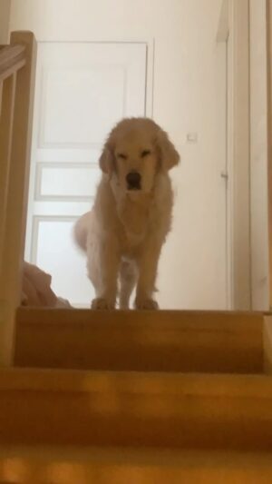 Henri Alén Instagram - Se on maanantai koirallakin. 

Vähän unihiekkaa silmissä ja tukka pörröllä mutta häntä heiluen kohti viikkoa! 

#maanantai #seljathedog #dogsofinstagram #goldenretriever #unihiekkaa