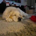 Henri Alén Instagram – Kohta on joulu lusittu🎅🏼➡️🛖

Olipa ihana joulu. Oman pöydän tähtiä oli taikinoitu patee ja syksyllä pikkelöidyt karvarouskut, piipanojan kylmäsavusilakka ja tietty mädit. Koiran kanssa pötkähdellään parin tunnin välein ja lepo kyllä maistuu kohtuu tiukan vuoden jälkeen. 

2024 on kohta täällä ja pian pääsee onneksi taas hommiin! 

#joulutervehdys #kohtajuhannus #jul #fest