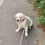 Henri Alén Instagram – Hyvää yrittäjien päivää!
Vähän myöhässä postaus kun lenkki venähti. Mut älkää ikinä antako periksi!
#nevergiveup #yrittäjienpäivä #seljathedog #dogsofinstagram #goldenretriever #chefstool