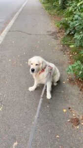 Henri Alén Instagram - Hyvää yrittäjien päivää! Vähän myöhässä postaus kun lenkki venähti. Mut älkää ikinä antako periksi! #nevergiveup #yrittäjienpäivä #seljathedog #dogsofinstagram #goldenretriever #chefstool