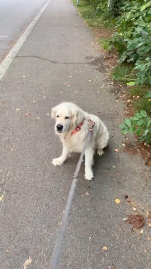 Henri Alén Instagram - Hyvää yrittäjien päivää! 

Vähän myöhässä postaus kun lenkki venähti. Mut älkää ikinä antako periksi! 

#nevergiveup #yrittäjienpäivä #seljathedog #dogsofinstagram #goldenretriever #chefstool