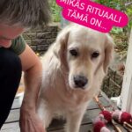 Henri Alén Instagram – Voittajat arvottu! 

Kiitos kaikille upeista kukkisresepteistä ja kuvista. Tänään Sepettimen kanssa tehtiin tiukka shortlist, ja arvottiin kirjat kahdelle onnelliselle hakupelin avulla. Tietysti puumerkit pistettiin myös ja tällä viikolla saa Kusti polkea. 

Syökää hyvät ihmiset kukkista, ja kaupat katsokaa että sitä on laareissa myös tarjolla! 

Onnea voittajille joille on ilmoitettu henk. Koht. Ja mukavaa viikonalkua! 

#seljankukkis #kivathommat #kukkishommat #iloisetjutut #bingo! #seljathedog
