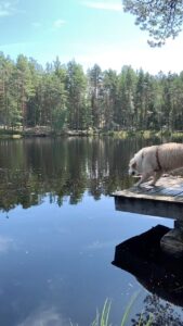 Henri Alén Instagram - Splash! Tämä tarina ei avaamista kaipaa. 100% iloa ilmassa ja vedessä. #seljathedog #hyppy #goldenretriever #dogsofinstagram #retkellä #sienimettä #splash
