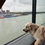 Henri Alén Instagram - Keikkumassa 🦮+⛴️ Selja pääsi Ruotsiin kun käytiin risteilyllä @finnlinessuomi uudella botskilla. Oli kyllä hulppeat fasiliteetit ja ruoka maistui. Spa osasto oli siisti ja pieni koirapuisto kruunasi reissun. Jos karvakaverin kanssa matkustaa niin lämmin suositus. Paras fiilis jäi hyvästä palvelusta kansimiehestä tarjoilijaan. Kaikkialla jaksoi hymy näkyä😊. #finnlines #reissu #ristely #finnsirius #kappelskär #naantali #jees