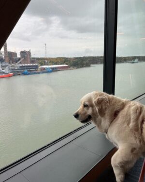 Henri Alén Instagram - Keikkumassa 🦮+⛴️

Selja pääsi Ruotsiin kun käytiin risteilyllä @finnlinessuomi uudella botskilla. Oli kyllä hulppeat fasiliteetit ja ruoka maistui. Spa osasto oli siisti ja pieni koirapuisto kruunasi reissun. 

Jos karvakaverin kanssa matkustaa niin lämmin suositus. Paras fiilis jäi hyvästä palvelusta kansimiehestä tarjoilijaan. Kaikkialla jaksoi hymy näkyä😊.

#finnlines #reissu #ristely #finnsirius #kappelskär #naantali #jees