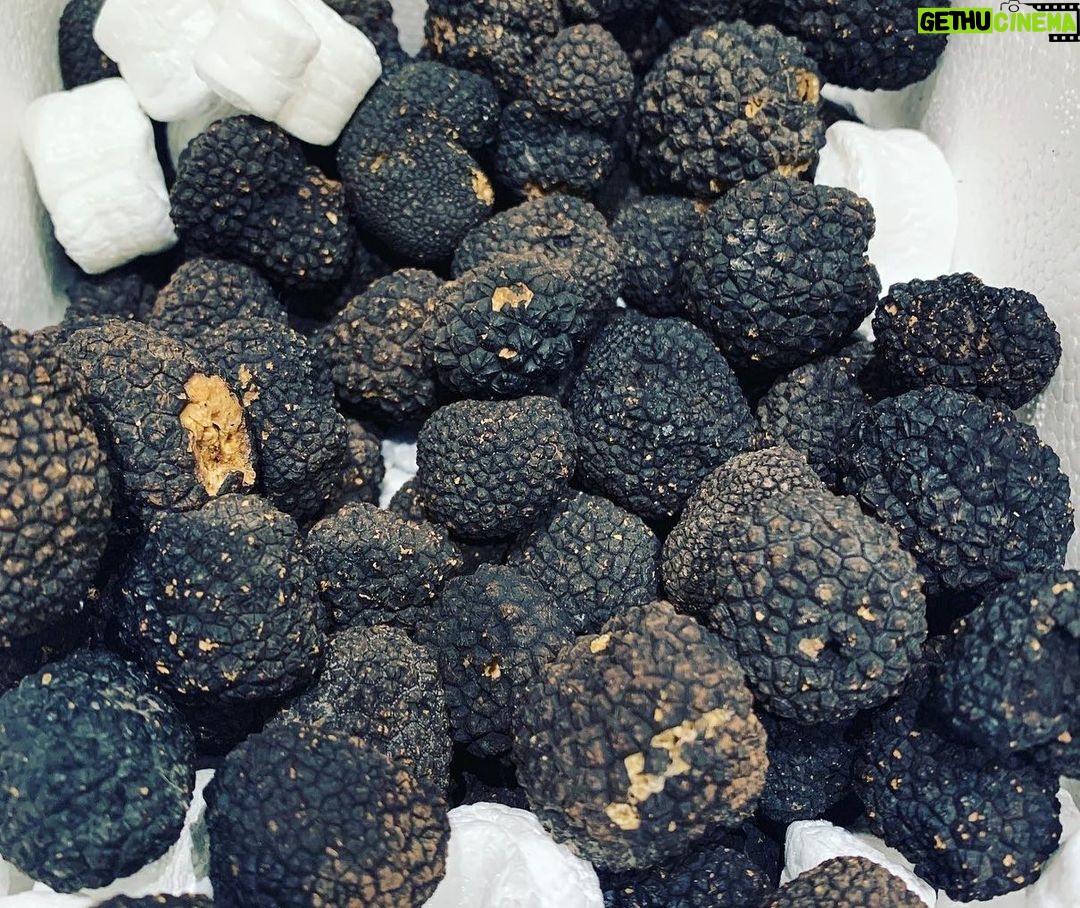 Henri Alén Instagram - Tarrrrtufo! Kukaan teistä ei arvaa mitä ens viikolla tulee @restaurantfiasco menulle? Vinkki: Sitä on mustaa ja valkoista, asuu maan uumenissa. Sitä syödessä ei voi murehtia. Se naurattaa. #vihdoin #season #syksyalkaa #tubermelanosporum #tuberaestivum #tubermagnatumpico