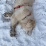 Henri Alén Instagram – Hyvää itsenäisyyspäivää! 

Ihana sää lenkkeillä kun ojat jäässä. Mut joku aina löytää sen pienen haisevan puron…

#lenkkihommat #likakengät #talvi #noutaja