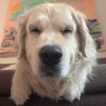 Henri Alén Instagram - Jaksaa jaksaa! Huomenna on onneksi jo perjantai. Vähän vielä jaksatte pysyä reippaina! Herätin Sepin sohvalta ja vähän unihiekkaa vielä luomissa. #seljathedog #dogsofinstagram #torstai #viikonloppuakohti #goldenretriever #herätys