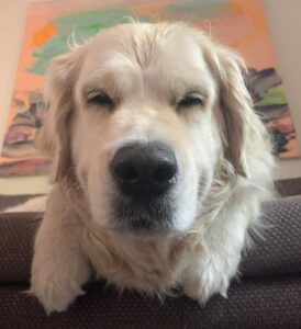 Henri Alén Instagram - Jaksaa jaksaa! Huomenna on onneksi jo perjantai. Vähän vielä jaksatte pysyä reippaina! Herätin Sepin sohvalta ja vähän unihiekkaa vielä luomissa. #seljathedog #dogsofinstagram #torstai #viikonloppuakohti #goldenretriever #herätys