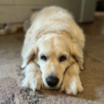 Henri Alén Instagram - Viikonloppu Sepikkä on ihan poikki. Käytiin kilsan lenkillä ja heti iski maitohapoille. Nyt susimainen kyttäysasento kyökissä. Tortilla-lättyä vaanii.. #seljathedog #dogsofinstagram #goldenretriever #seljuri #vaanii #metsästäjä