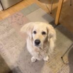 Henri Alén Instagram – Koira sai päättää lenkin! 

Kiitos tästä mahtavasta ideasta..

#seljathedog #goldenretriever #dogsofinstagram #lenkki #kukapäättää #lyhytlenkki