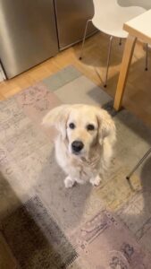 Henri Alén Instagram - Koira sai päättää lenkin! Kiitos tästä mahtavasta ideasta.. #seljathedog #goldenretriever #dogsofinstagram #lenkki #kukapäättää #lyhytlenkki