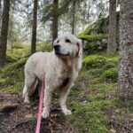 Henri Alén Instagram - Mettäreissu Luukissa. Jos joku on luksusta, on se metsässä rämpiminen. Raikasta ilmaa, iloinen koira ja vielä sieniä ruoaksi. Ei ole hassumpaa elämä❤️ #mettä #skog #koira #hund #luukki #vapaapäivä