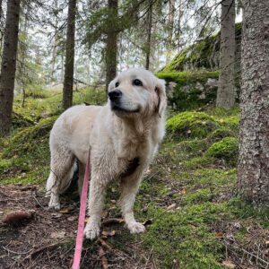 Henri Alén Instagram - Mettäreissu Luukissa.

Jos joku on luksusta, on se metsässä rämpiminen. Raikasta ilmaa, iloinen koira ja vielä sieniä ruoaksi. Ei ole hassumpaa elämä❤️

#mettä #skog #koira #hund #luukki #vapaapäivä