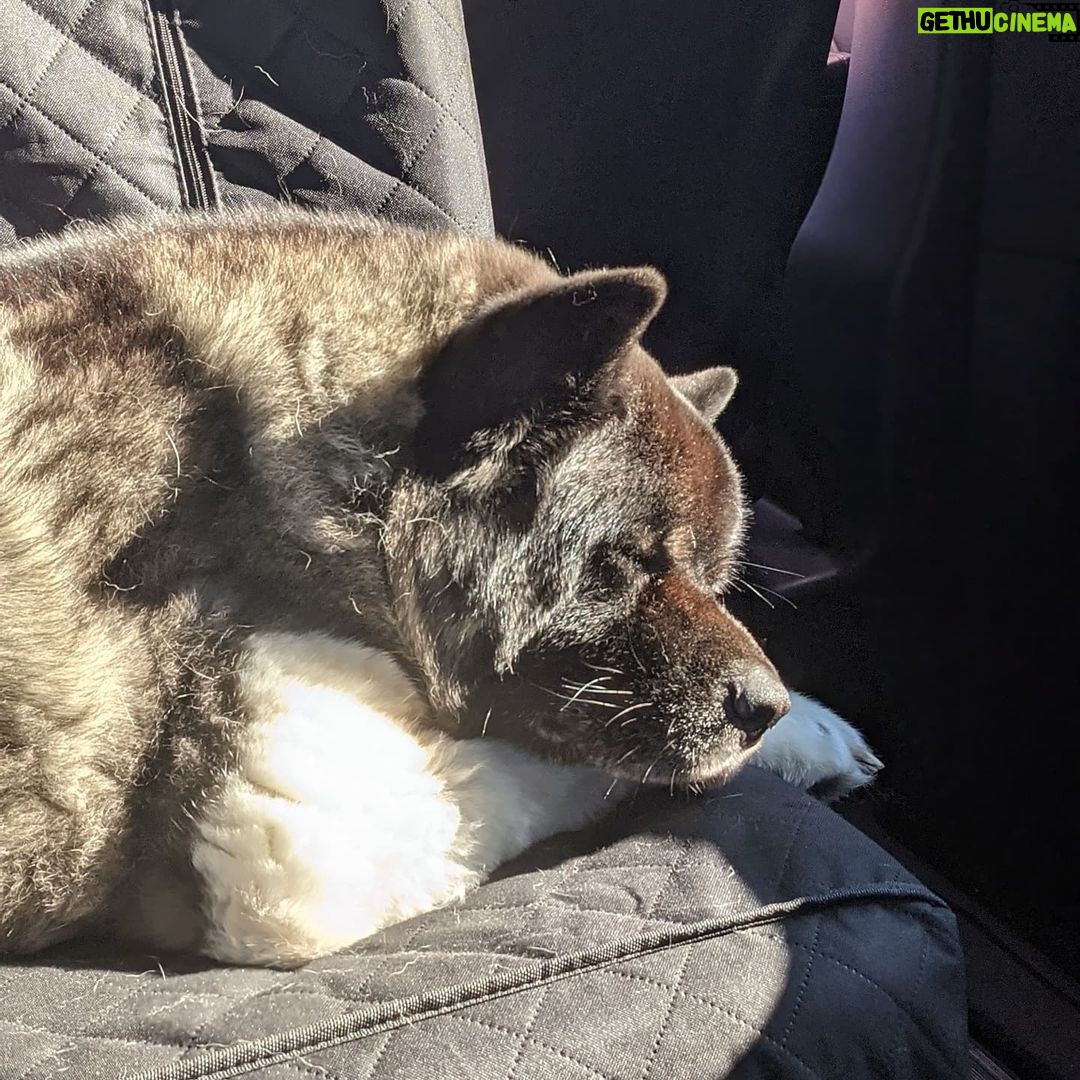 Henry Cavill - 2.1 Million Likes - Happy International Dog Day, everyone! For those that dont't know, this is Kal. He's an American Akita, 7 years old, and behaves like a puppy half the time and a wise old man the other half.
#InternationalDogDay
#AmericanAkita
#Kal
