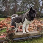 Henry Cavill Instagram – The mighty Kal
#AmericanAkita
#YepThatWasAWall