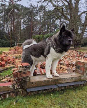 Henry Cavill Instagram - The mighty Kal
#AmericanAkita
#YepThatWasAWall