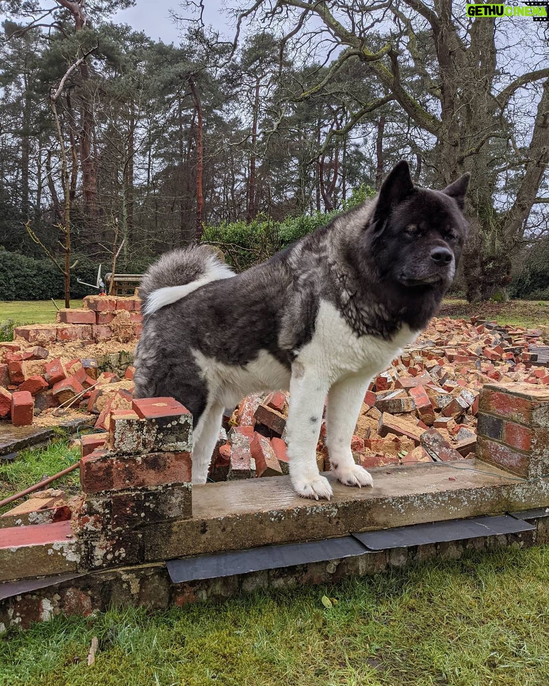 Henry Cavill - 1.8 Million Likes - The mighty Kal
#AmericanAkita
#YepThatWasAWall