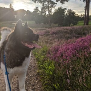 Henry Cavill Instagram - Happy International Dog Day, everyone! For those that dont't know, this is Kal. He's an American Akita, 7 years old, and behaves like a puppy half the time and a wise old man the other half.
#InternationalDogDay
#AmericanAkita
#Kal