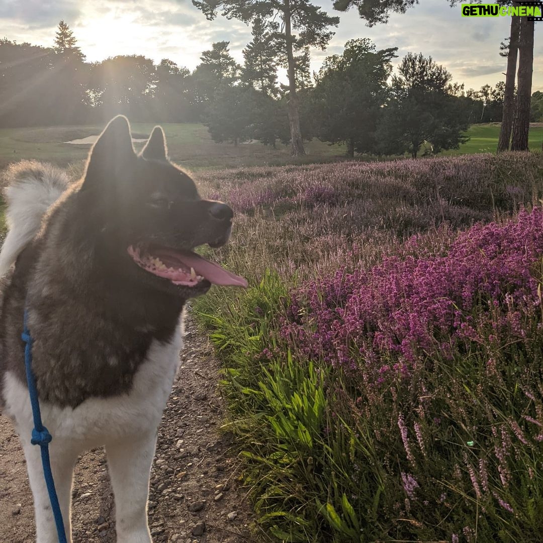 Henry Cavill - 2.1 Million Likes - Happy International Dog Day, everyone! For those that dont't know, this is Kal. He's an American Akita, 7 years old, and behaves like a puppy half the time and a wise old man the other half.
#InternationalDogDay
#AmericanAkita
#Kal