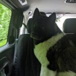 Henry Cavill Instagram - Happy International Dog Day, everyone! For those that dont't know, this is Kal. He's an American Akita, 7 years old, and behaves like a puppy half the time and a wise old man the other half. #InternationalDogDay #AmericanAkita #Kal