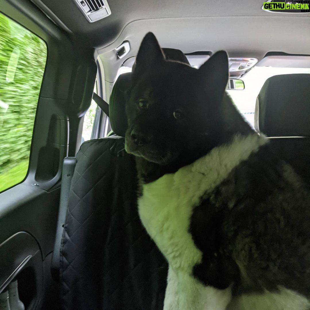 Henry Cavill - 2.1 Million Likes - Happy International Dog Day, everyone! For those that dont't know, this is Kal. He's an American Akita, 7 years old, and behaves like a puppy half the time and a wise old man the other half.
#InternationalDogDay
#AmericanAkita
#Kal
