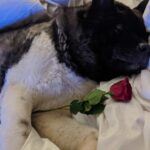 Henry Cavill Instagram – Happy Valentine’s day everyone! 
For all of my fellow single pringles out there, you don’t have to be in a relationship to enjoy today, it’s about Love. Enjoy seeing others in Love, love your friends, your family, and especially yourself.
#Kal
#ValentinesDay
#BestDogEver
#KalentinesDay