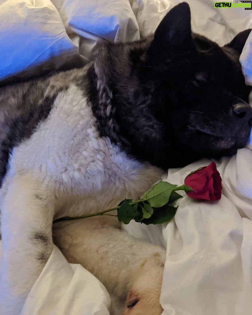Henry Cavill Instagram - Happy Valentine's day everyone! For all of my fellow single pringles out there, you don't have to be in a relationship to enjoy today, it's about Love. Enjoy seeing others in Love, love your friends, your family, and especially yourself. #Kal #ValentinesDay #BestDogEver #KalentinesDay