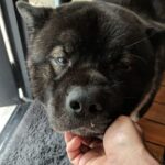 Henry Cavill Instagram - Spending some time in a familiar place where Kal is usually around, it's just not the same without him. #Kal #AmericanAkita