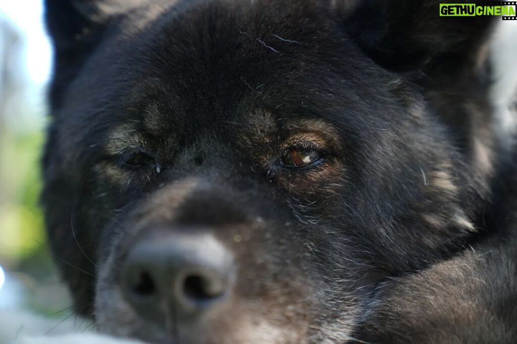 Henry Cavill Instagram - Kal. For those who do not know, this is Kal, my dog. He's been the guardian of my soul for 8+ years now. He is beyond compare. He's an American Akita and has travelled the world with me without a peep of complaint. Always watching, often quiet, but with a bark that can make the saucepans ring! It's Friday....so, cheers to Kal! #Kal #AmericanAkita #Cheers