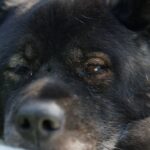 Henry Cavill Instagram - Kal. For those who do not know, this is Kal, my dog. He's been the guardian of my soul for 8+ years now. He is beyond compare. He's an American Akita and has travelled the world with me without a peep of complaint. Always watching, often quiet, but with a bark that can make the saucepans ring! It's Friday....so, cheers to Kal! #Kal #AmericanAkita #Cheers