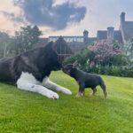 Henry Cavill Instagram - Back in April, our French Bulldog, Meat, died. He lived a very long life (14 and a half years) and his last years were filled with adventure and fun. Nevertheless his passing hurt. It hurt a lot. Life must go on, however, and it did, but there was a hole in our hearts that needed nourishing. There is no replacing Meatboi, but Natalie and I have opened a new chapter in our lives, in a few ways, and this little chap is one of them! This is Baggins! Kal is being a rather tropey grumpy old man, and Baggins is ever enthusiastic to make friends. Baggins is a little wonder and also a little terror, just as puppies should be, and he is indeed nourishing our hearts. #Meat #Kal #Baggins #Michelangelo