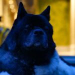 Henry Cavill Instagram – The mighty Kal. 

#AmericanAkita
#Kal