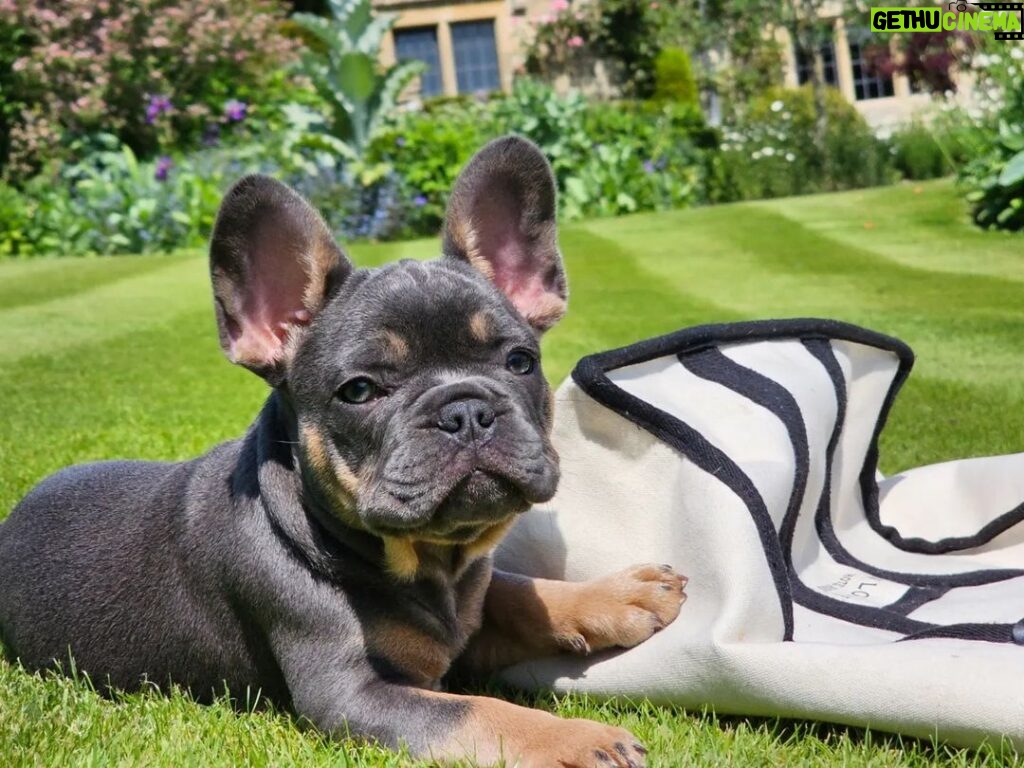 Henry Cavill Instagram - Back in April, our French Bulldog, Meat, died. He lived a very long life (14 and a half years) and his last years were filled with adventure and fun. Nevertheless his passing hurt. It hurt a lot. Life must go on, however, and it did, but there was a hole in our hearts that needed nourishing. There is no replacing Meatboi, but Natalie and I have opened a new chapter in our lives, in a few ways, and this little chap is one of them! This is Baggins! Kal is being a rather tropey grumpy old man, and Baggins is ever enthusiastic to make friends. Baggins is a little wonder and also a little terror, just as puppies should be, and he is indeed nourishing our hearts. #Meat #Kal #Baggins #Michelangelo