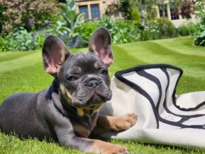 Henry Cavill Instagram - Back in April, our French Bulldog, Meat, died. He lived a very long life (14 and a half years) and his last years were filled with adventure and fun. Nevertheless his passing hurt. It hurt a lot. Life must go on, however, and it did, but there was a hole in our hearts that needed nourishing. There is no replacing Meatboi, but Natalie and I have opened a new chapter in our lives, in a few ways, and this little chap is one of them! This is Baggins! Kal is being a rather tropey grumpy old man, and Baggins is ever enthusiastic to make friends. Baggins is a little wonder and also a little terror, just as puppies should be, and he is indeed nourishing our hearts. 
#Meat
#Kal
#Baggins
#Michelangelo