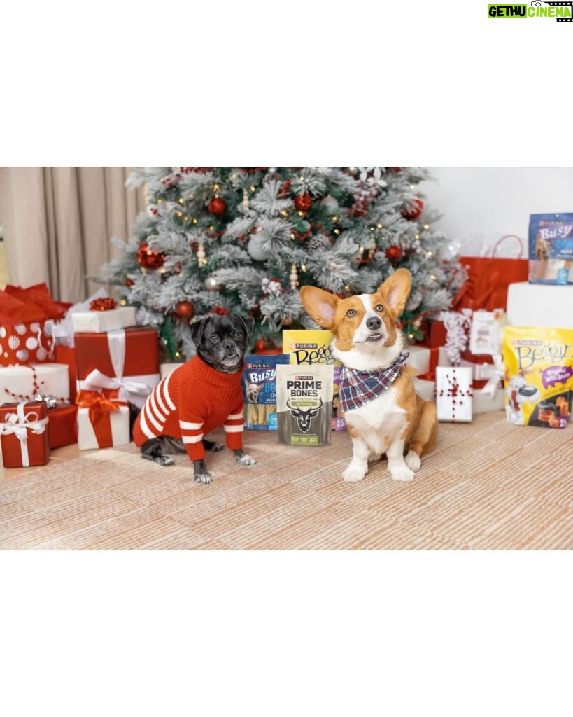 Hilary Duff Instagram - Happy Purina Pawlidays! 🎄🎁 #ad Momo and Ham have been sniffing around the tree lately trying to find their prezzies from @purina Treats! Shopping for them was so easy this year thanks to @target having everything I needed. Don’t forget to snag your dog and cat treats on your next Target run and shower your furry friends with extra love this pawliday season ❤ #PurinaTreatsPartner #TargetStyle #PurinaPawlidays