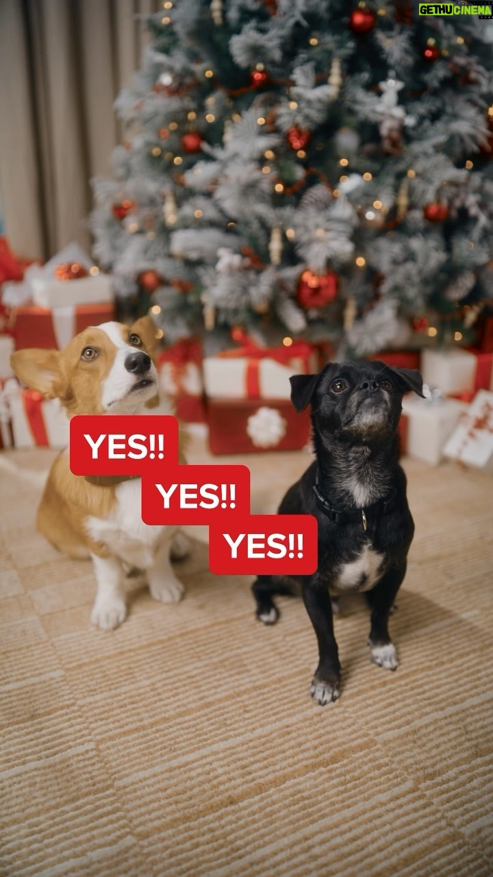 Hilary Duff Instagram - It’s the pawliday season 🎄🎁 #ad Momo & Ham are my perfect angels who never learned to roll their eyes or talk back! That’s why those little babies are getting extra holiday treats! Luckily, @purinatreats and @target are partnering up this holiday season to make bringing joy to our home and pets even easier! Grab your dog and cat treats on your next Target run and show your furry friends some extra love ❤️ #PurinaTreatsPartner #TargetStyle #PurinaPawlidays