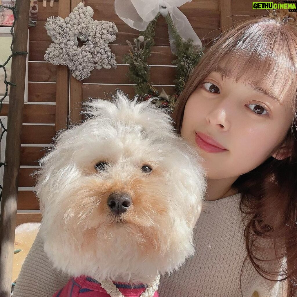 Honoka Yahagi Instagram - 久々の愛犬バニラの登場🐶♥️