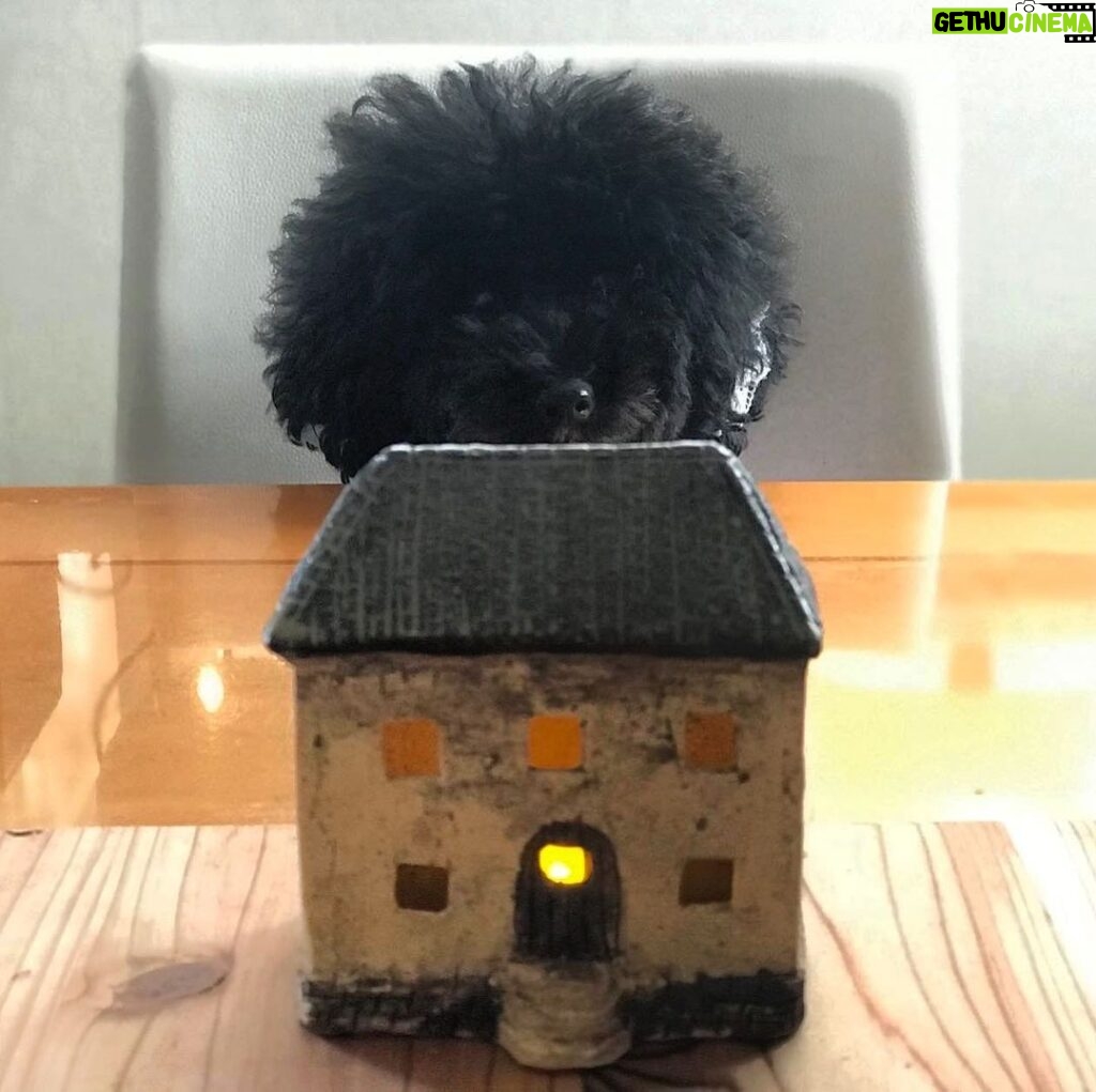 Honoka Yahagi Instagram - 我が家の「明かりの家」🏠 作品展をやられていて、行ってきたみたいです☺️ 我が家の癒しが増えました✨ #おしゃ家ソムリエおしゃ子