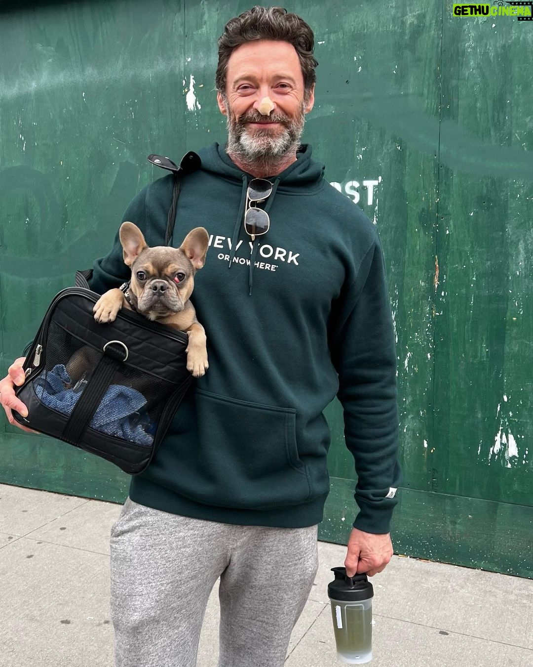 Hugh Jackman Instagram - Andy may be tiny but he’s fully committed to the training. #becomingwolverineagain. Also he’s not mine. He belongs to my trainer Beth Lewis.