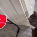 Humberto Solano Instagram - Inicia la aventura! Misión… sacarla de la casa 😅 #mascotas #cat #aventura #reels #viral #video #homemade #hogar #familia #family #funny Orlando, Florida