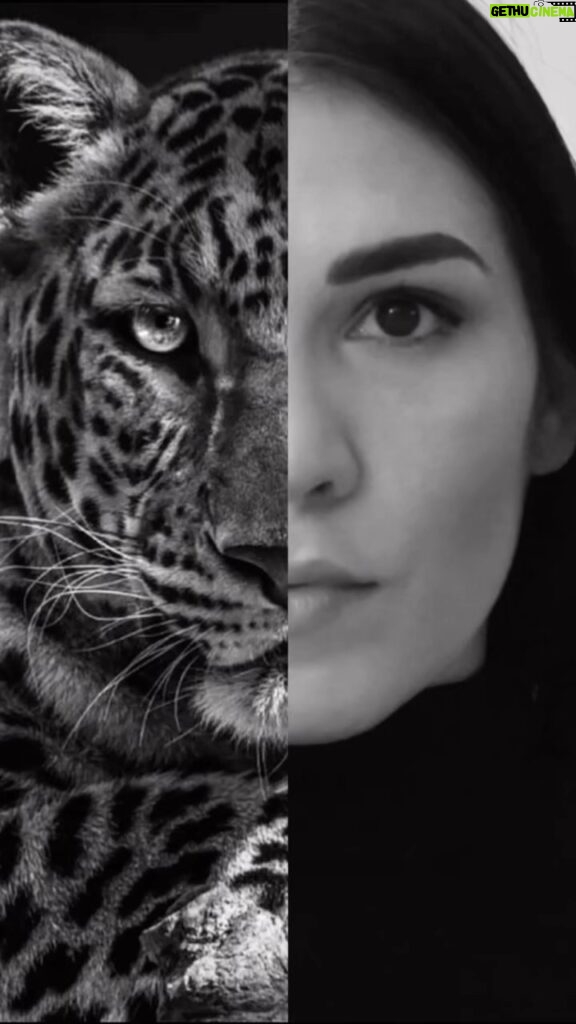 Irene Aldana Instagram - 🐆🖤 #blaclandwhite #jaguar #roar #mexicanjaguar #mma #ufc #mexico #irenealdana #teamirene