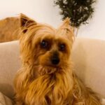 Isabel Angelino Instagram - A minha companheira de vida ao longo dos últimos 12 anos e espero que assim continue por mais . Um verdadeiro anjo da guarda de 4 patas. Sempre vigilante e preocupada comigo, pressente o meu estado de espírito . Brincalhona , meiga , amiga fiel e beijoqueira . Tem estado sempre aqui para mim . Só quem tem um animal de estimação sabe do que falo, deste amor incondicional que nos abraça diariamente . A minha família cresceu com a chegada da Sury . Estamos sempre juntas ! Vamos lá ultrapassar mais um obstáculo 🐶❤️ #surymydog #yorshireterrier #ilovemydog