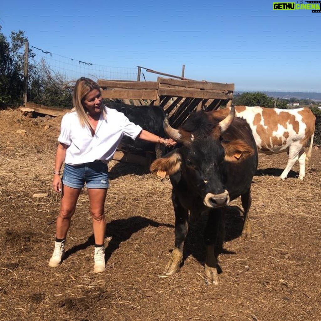 Isabel Angelino Instagram - A @amorempatiaong um santuário animal de proteção e reabilitação que resgata animais vítimas de maus-tratos , que são entregues porque os donos já não podem cuidar deles ou ainda na eminência de serem abatidos . Eu já visitei em trabalho este espaço que se percebe está repleto de amor por animais . Mas esta ONG precisa de ajuda para alimentar todos estes animais que assim conseguem ter a dignidade que lhes è merecida , alguns já nos últimos anos de vida . Se arrastarem o carrossel de fotos vão conseguir encontrar os números para onde poderão contribuir nem que seja com 1€ . 🙏